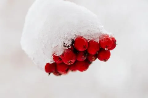 Red rowan in winter close-up Stock Photos