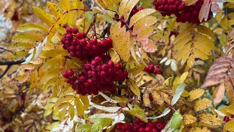Red rowanberries on the tree Stock Footage 287702038