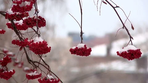 Red rowanberry in winter Stock-Footage 70522386