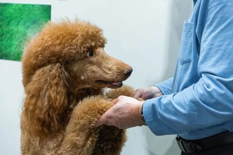 Red royal poodle big dog Stock Photos
