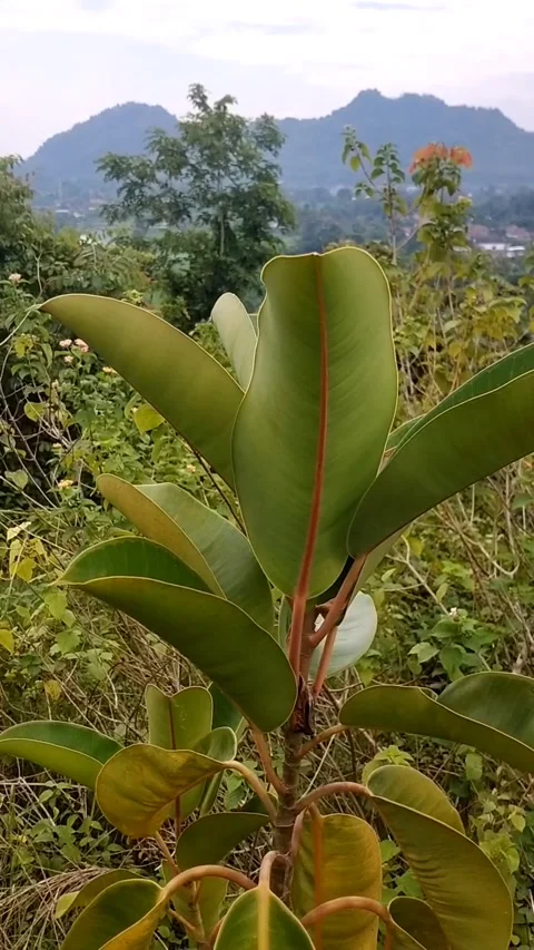 Red rubber tree plant Stock Footage 326861064