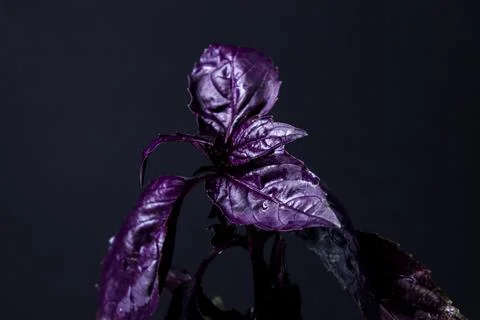 Red rubin basil on a black background. Stock Photos