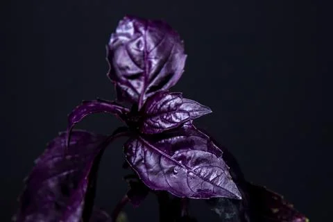 Red rubin basil on a black background. Stock Photos
