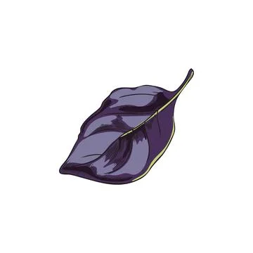 Red rubin basil single leaf sketch vintage style vector illustration isolated. Stock Illustration