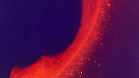 Red ruby Abstract slow motion Organic Particle Fluid isolated background Stock-Footage 274344637