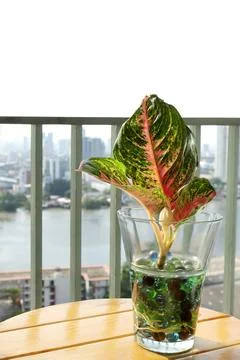 Red ruby ​​aglonema with rooting in glass bottle on wooden table in the garden 写真素材
