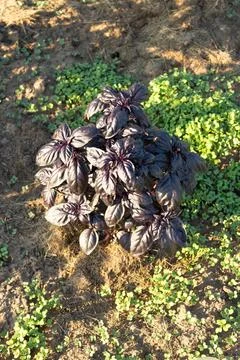Red ruby basil plant surrounded by green seedlings in the soil. Growing aro.. Stock Photos