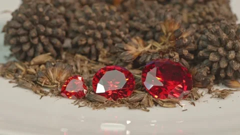 Red ruby diamonds on a new economic crop seed Stock Footage 160930927