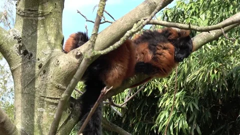 Red ruffed lemur animal Stock Footage 89854149