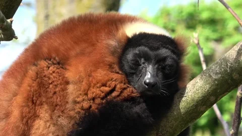 Red ruffed lemur animal Stock Footage 89854176
