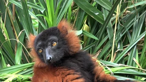 Red ruffed lemur animal 库存影片 89854299