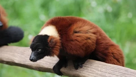 Red ruffed lemur animal Stock Footage 89855177