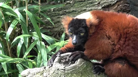 Red ruffed lemur animal Vídeos de archivo 90748744