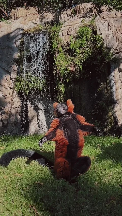Red ruffed lemur basking in sun on green grass near waterfall Stock Footage 302928830
