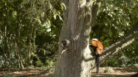 Red ruffed Lemur on branch Stock Footage 162494283