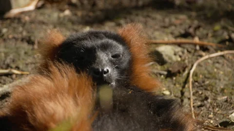 Red ruffed Lemur face while lying on back sleeping Close up Stock Footage 162492217