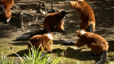 Red ruffed Lemur fighting Stock Footage 162490930