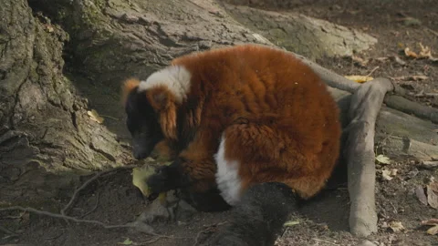 Red ruffed Lemur grabbing and chewing leaf Stock Footage 162492323