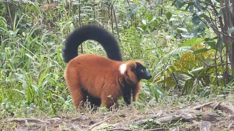 Red Ruffed Lemur On Ground Looking Around, Madagascar Stock Footage 125350859