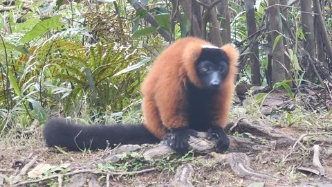 Red Ruffed Lemur On Ground Looking Around for Food, Madagascar Stock Footage 125350962