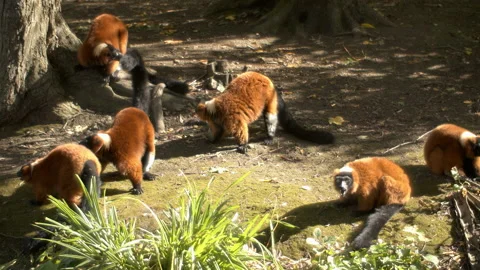 Red ruffed Lemur group screeching Stock Footage 162492287