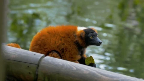 Red Ruffed Lemur licking a leaf by the water Stock Footage 114973617