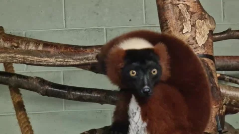 A red ruffed lemur locks eyes with the camera. Stock Footage 273345047