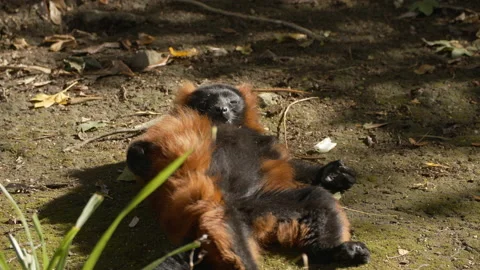 Red ruffed Lemur lying on back sleeping Stock Footage 162494910