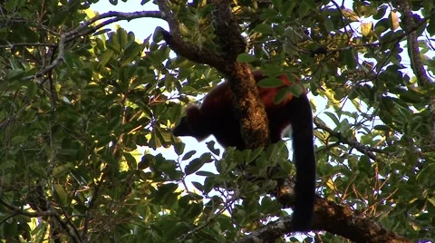 Red Ruffed Lemur moving in trees 4 Stock Footage 55701702