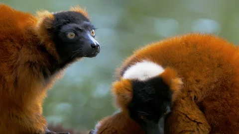 Red Ruffed Lemur pair (Close up) Stock Footage 114587136
