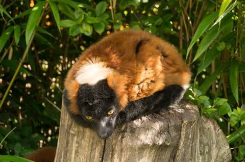 Red ruffed lemur Stock Photos