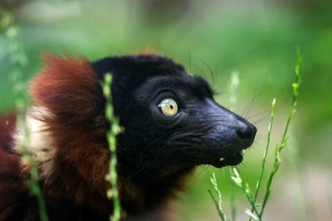 Red ruffed lemur Stock Photos