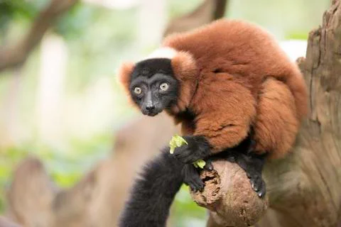 Red ruffed lemur Stock Photos