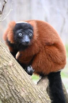 A red ruffed lemur Stock Photos