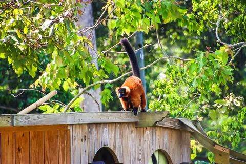 Red Ruffed Lemur Stock Photos
