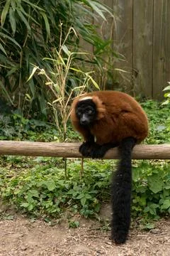 Red ruffed lemur Stock Photos
