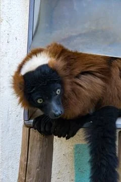 Red ruffed lemur Foto stock