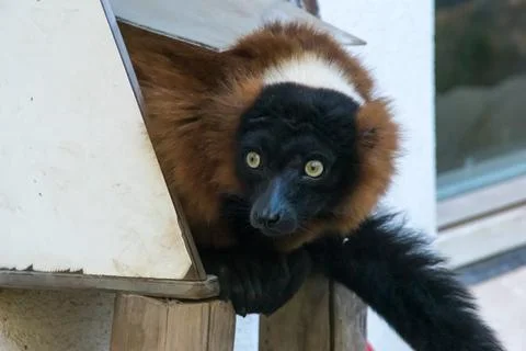 Red ruffed lemur Foto stock