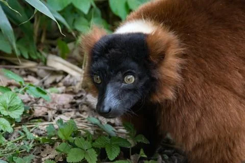 Red ruffed lemur Stock Photos
