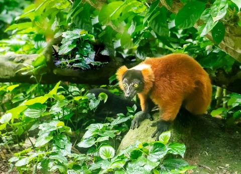 The Red Ruffed Lemur Foto stock