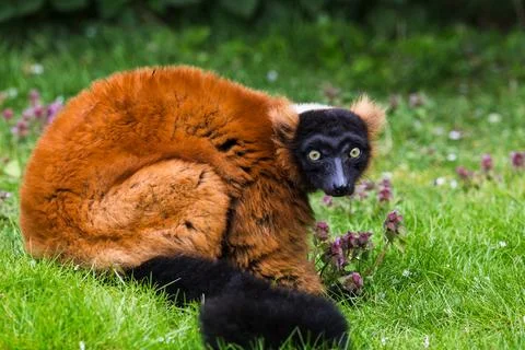Red Ruffed Lemur Stock Photos