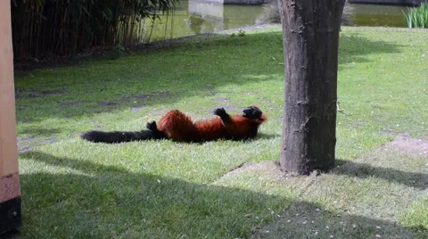 Red ruffed lemur relaxing on the grass on a sunny day Stock Footage 49609132