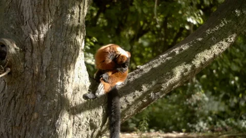 Red ruffed Lemur sitting on branch Stock Footage 162494040