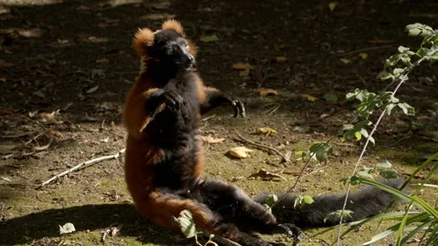 Red ruffed Lemur sitting like a human Stock Footage 162493903