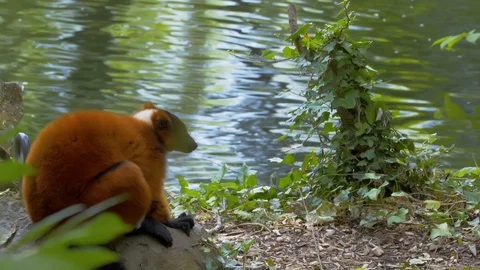 Red Ruffed Lemur sitting on rock by water watching lemur run pass Stock Footage 114625089