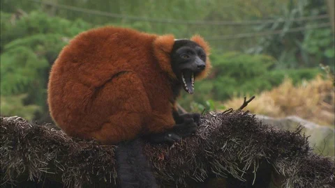 Red Ruffed Lemur sitting on thatched twigs yawning Video stock 95600989