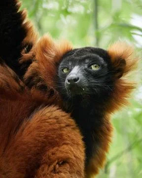 Red ruffed lemur sitting in tree with green tropical background vertical Stock Photos