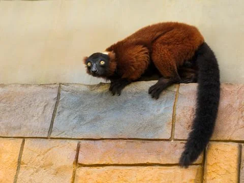 Red ruffed lemur sitting on the wall. Varecia rubra in zoo. Stock Photos