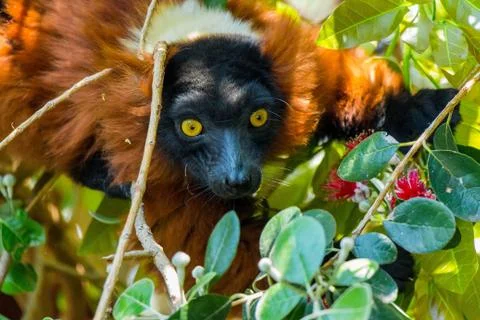 Red ruffed lemur in a tree Stock Photos