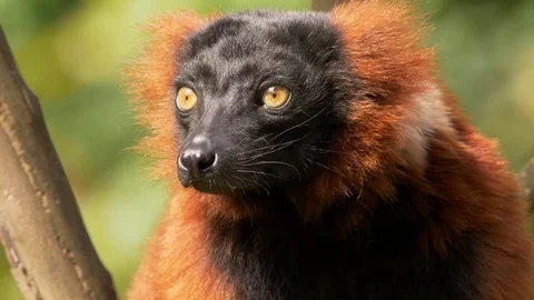 Red ruffed lemur (Varecia rubra) Stock-Footage 79751969